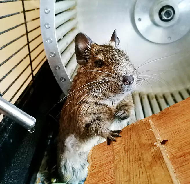 Why Homeowners & Businesses Trust Us Oswego, IL?